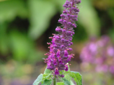 Teucrium hyrcanicum  bestellen